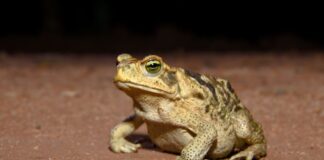 En Brasil descubren una especie de sapo que es fiel… a sus dos «esposas»