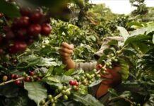 Este 2021 las expectativas del café hondureño son halagadoras