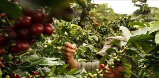 Este 2021 las expectativas del café hondureño son halagadoras