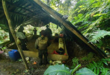 Se aseguraron cuatro manzanas de plantación de hoja de coca en Colón