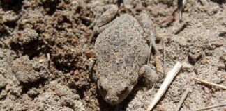 Hallan en Chile más ejemplares del sapito de cuatro ojos, especie en peligro