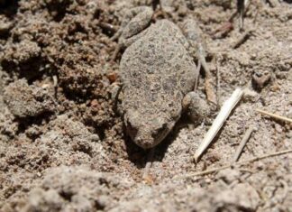 Hallan en Chile más ejemplares del sapito de cuatro ojos, especie en peligro