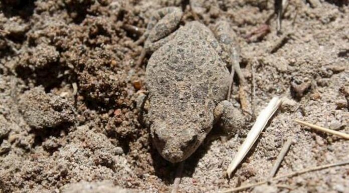 Hallan en Chile más ejemplares del sapito de cuatro ojos, especie en peligro