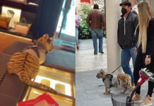 Mujer que pasea a cachorro de tigre enciende las redes sociales en México