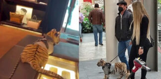 Mujer que pasea a cachorro de tigre enciende las redes sociales en México