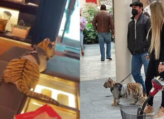 Mujer que pasea a cachorro de tigre enciende las redes sociales en México