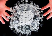 Describen cómo un tipo de virus evade la activación de la respuesta inmune