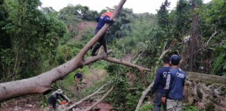 CODEM realiza limpieza de escombros de árboles en El Chimbo y otros puntos de la capital CODEM