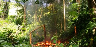 Incineran plantaciones de hoja de coca en Iriona,Colón Plantación de coca