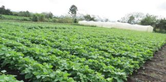 Se evalúan primeros impactos de daños al sector productivo