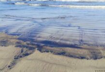 Derrame de petróleo produce daño ambiental en el noroeste de Venezuela