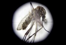 Ombudsman hondureño: covid-19 y dengue evidencian precaria situación de DDHH