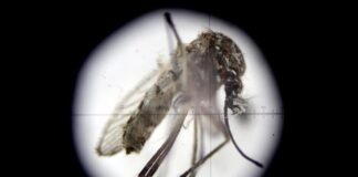 Una pequeña mutación puede hacer al virus del zika más peligroso