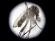 Ombudsman hondureño: covid-19 y dengue evidencian precaria situación de DDHH