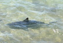 Miami Beach registra su primer ataque de tiburón del año