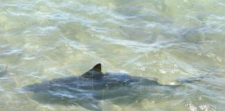 Miami Beach registra su primer ataque de tiburón del año