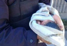 Abandonada una recién nacida en Palermo tras resultar positiva en Covid-19