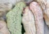 Nace en Italia raro cachorro «verde»