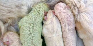 Nace en Italia raro cachorro «verde»