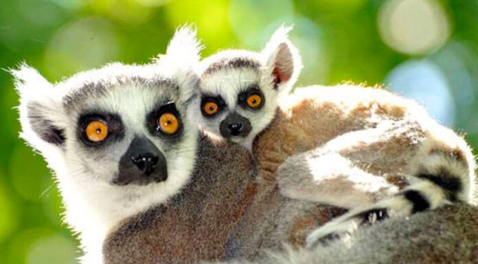 Dos crías de lemur rufo se convierten en la sensación del zoo de Zagreb
