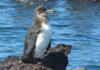 Población de pingüinos y cormoranes alcanza cifra récord en Islas Galápagos