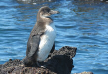 Población de pingüinos y cormoranes alcanza cifra récord en Islas Galápagos