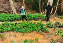 Se descubre vivero de arbusto de coca con un aproximado de cuatro mil plantas en Iriona, Colón