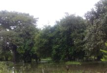 ETA dejó pérdidas de más de 18 mil manzanas en cultivos y pastos en la zona sur plantacion perdidad