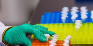 Descubren el mecanismo que deshace los nudos de las moléculas de ADN