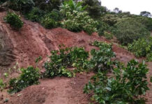 Cinco mil manzanas de café se pierden por lluvias en Honduras