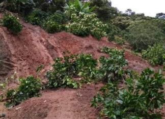 Cinco mil manzanas de café se pierden por lluvias en Honduras
