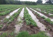 SAG presentó informe de áreas afectadas y pérdidas de cultivos debido a Eta