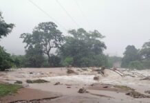 Perdidas en la agricultura y ganadería deja Eta a su paso