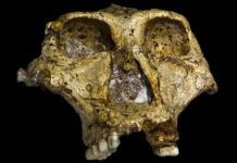 Un fósil muestra cambios evolutivos en una especie humana extinta