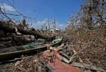 Los animales en Nicaragua viven su propio drama tras impacto de dos huracanes