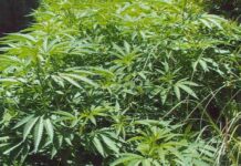 Cuba decomisó más de 2 toneladas de marihuana solo en una semana de octubre