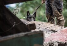 Dos perros auxilian en la búsqueda de víctimas de Eta en Guatemala Perros