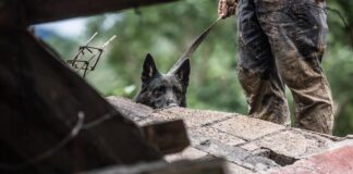 Dos perros auxilian en la búsqueda de víctimas de Eta en Guatemala Perros