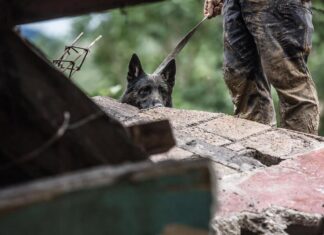 Dos perros auxilian en la búsqueda de víctimas de Eta en Guatemala Perros