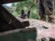 Dos perros auxilian en la búsqueda de víctimas de Eta en Guatemala Perros
