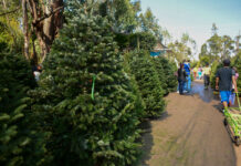 Productores mexicanos ponen en venta más de 500.000 árboles de Navidad
