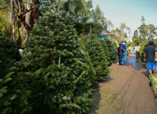 Productores mexicanos ponen en venta más de 500.000 árboles de Navidad