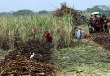 ONG salvadoreñas piden métodos amigables con el ambiente para cultivar caña