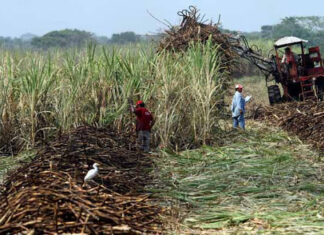 ONG salvadoreñas piden métodos amigables con el ambiente para cultivar caña