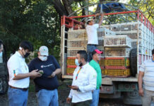 Gallinas de alta calidad genética entregan a productores de la zona Sur