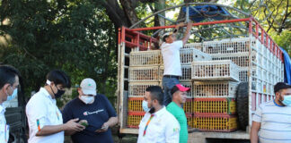 Gallinas de alta calidad genética entregan a productores de la zona Sur