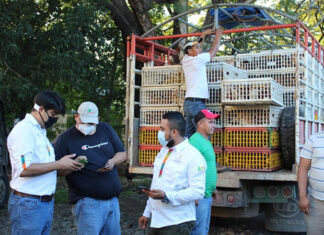 Gallinas de alta calidad genética entregan a productores de la zona Sur
