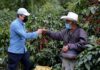 Presidente Hernández constata condiciones de zonas cafetaleras de Santa Bárbara para sacar producción