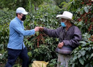 Presidente Hernández constata condiciones de zonas cafetaleras de Santa Bárbara para sacar producción