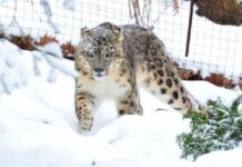 EEUU reporta el primer positivo de covid-19 de un leopardo de las nieves